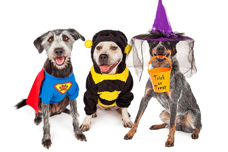 HOWL-O-Ween Pet Parade