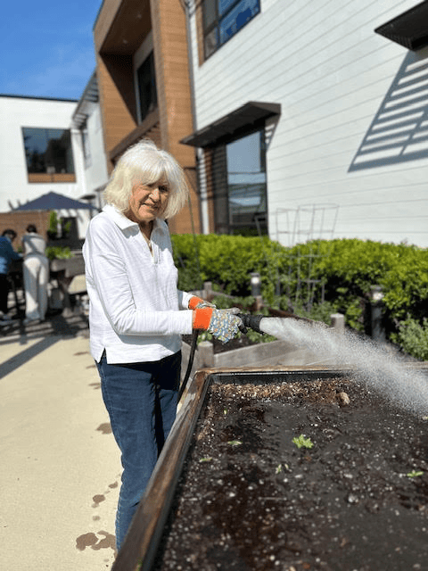 An older woman with white hair waters a raised garden bed in an outdoor area, wearing gloves and a white shirt, with buildings and greenery in the background on a sunny day.