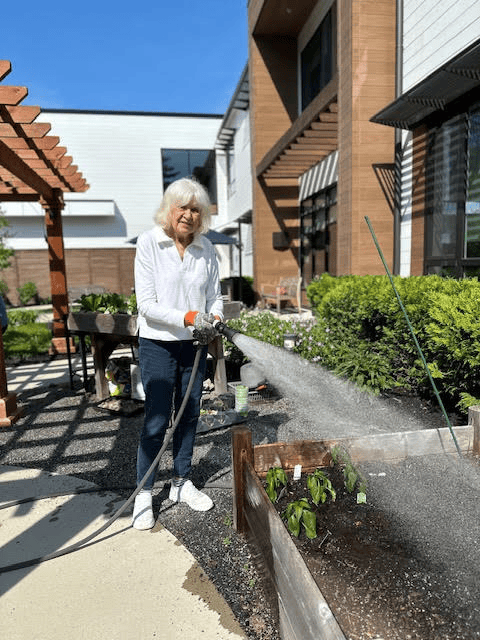 An older woman with white hair waters plants in a raised garden bed on a sunny day, outside a modern building with large windows and wooden accents.