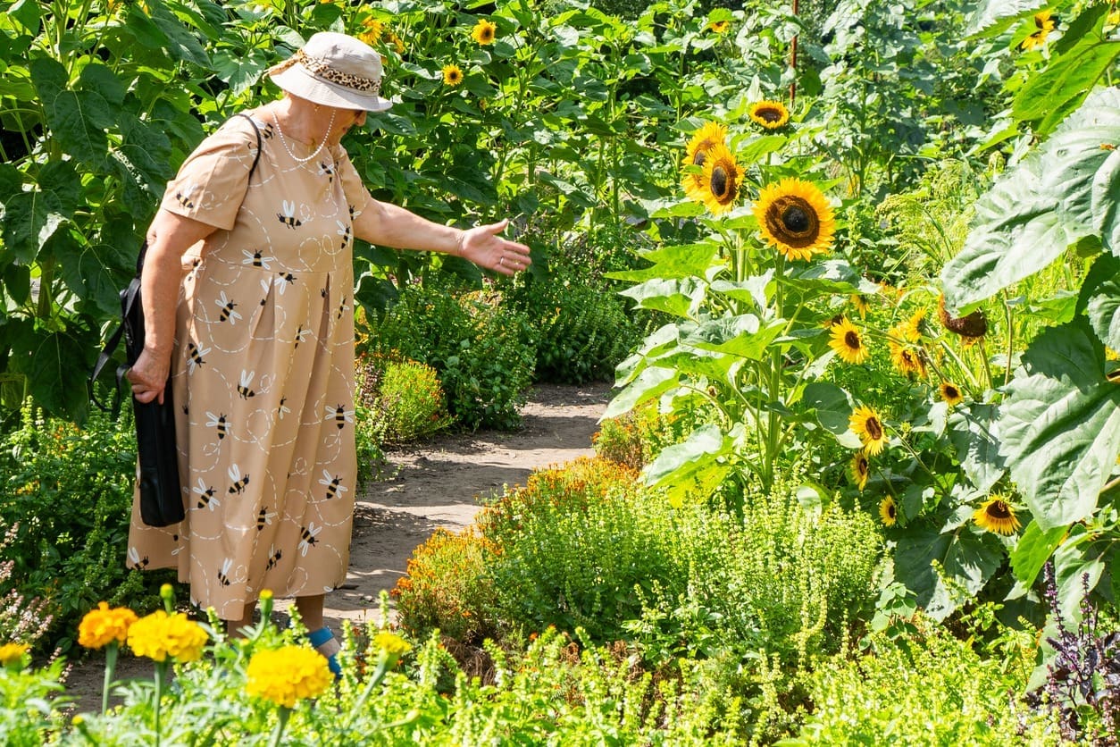 An older woman in a beige dress and sun hat gestures toward tall blooming sunflowers in a lush garden on a sunny day. Bright yellow flowers and green plants surround the garden path.